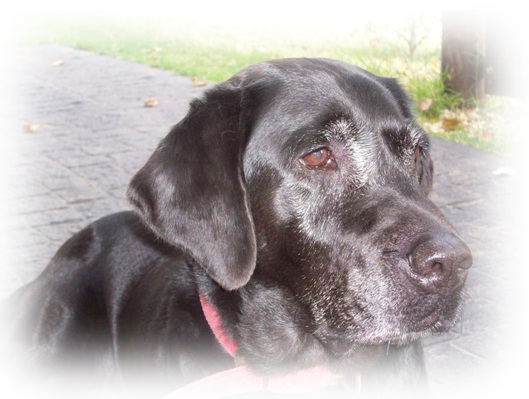 Perro Labrador - Instituto Rosenbusch S.A.