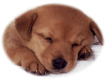 Instituto Rosenbusch S.A.