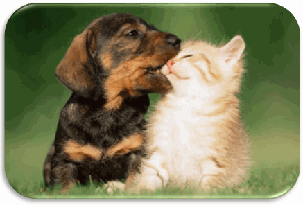 Amor de Perros y Gatos?
